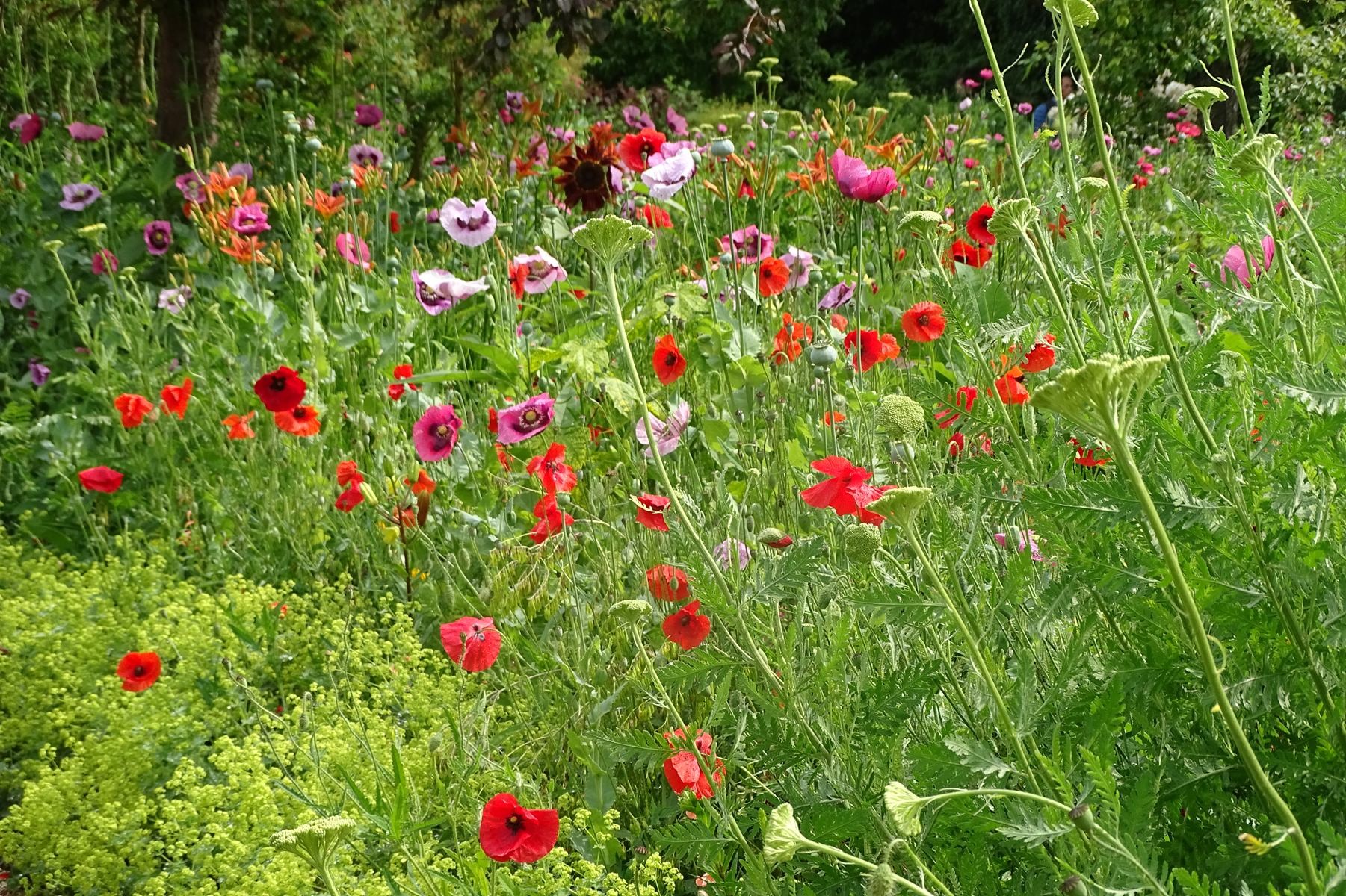 Giverny 194