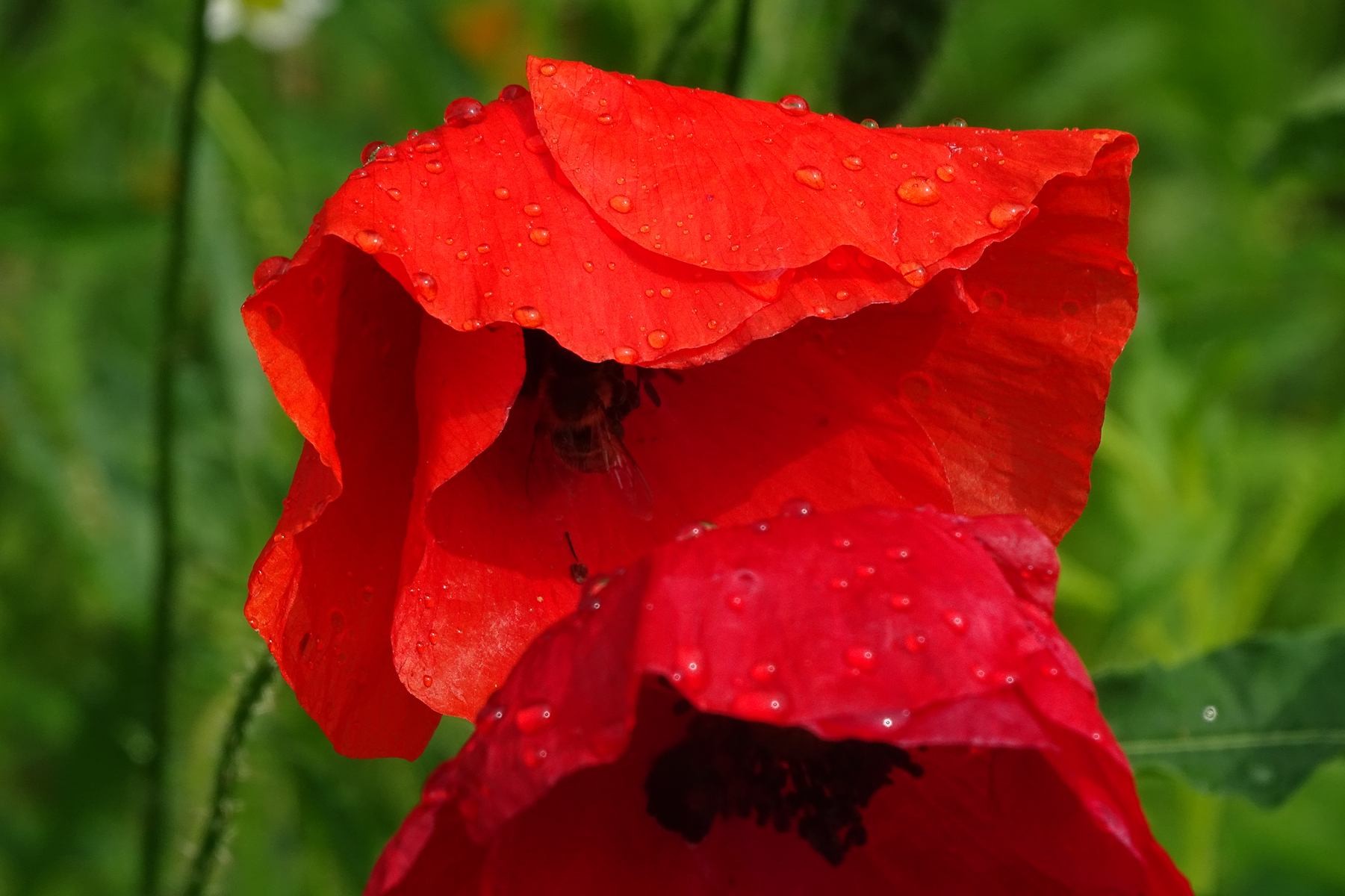 Giverny 196