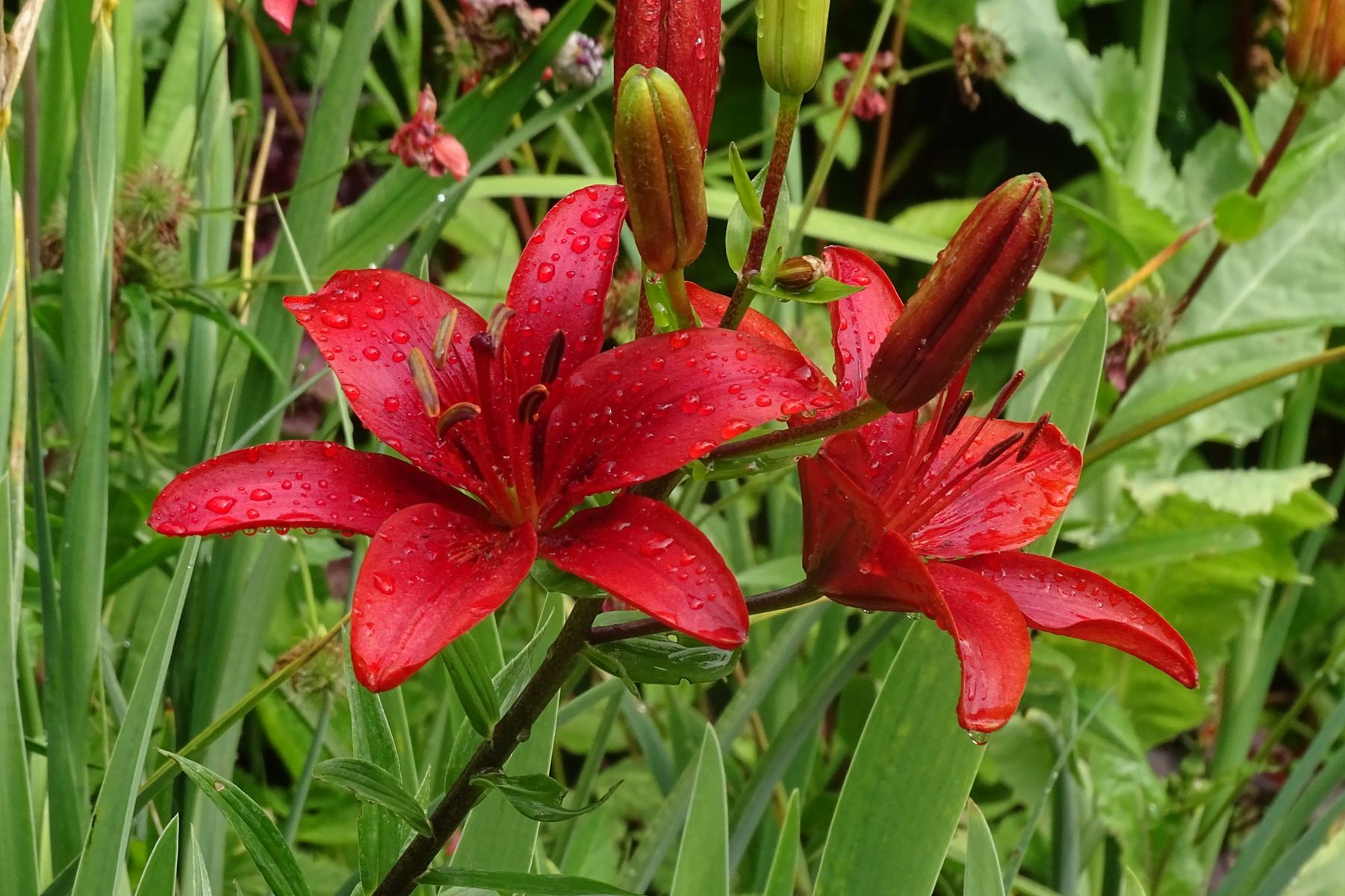 Giverny 199