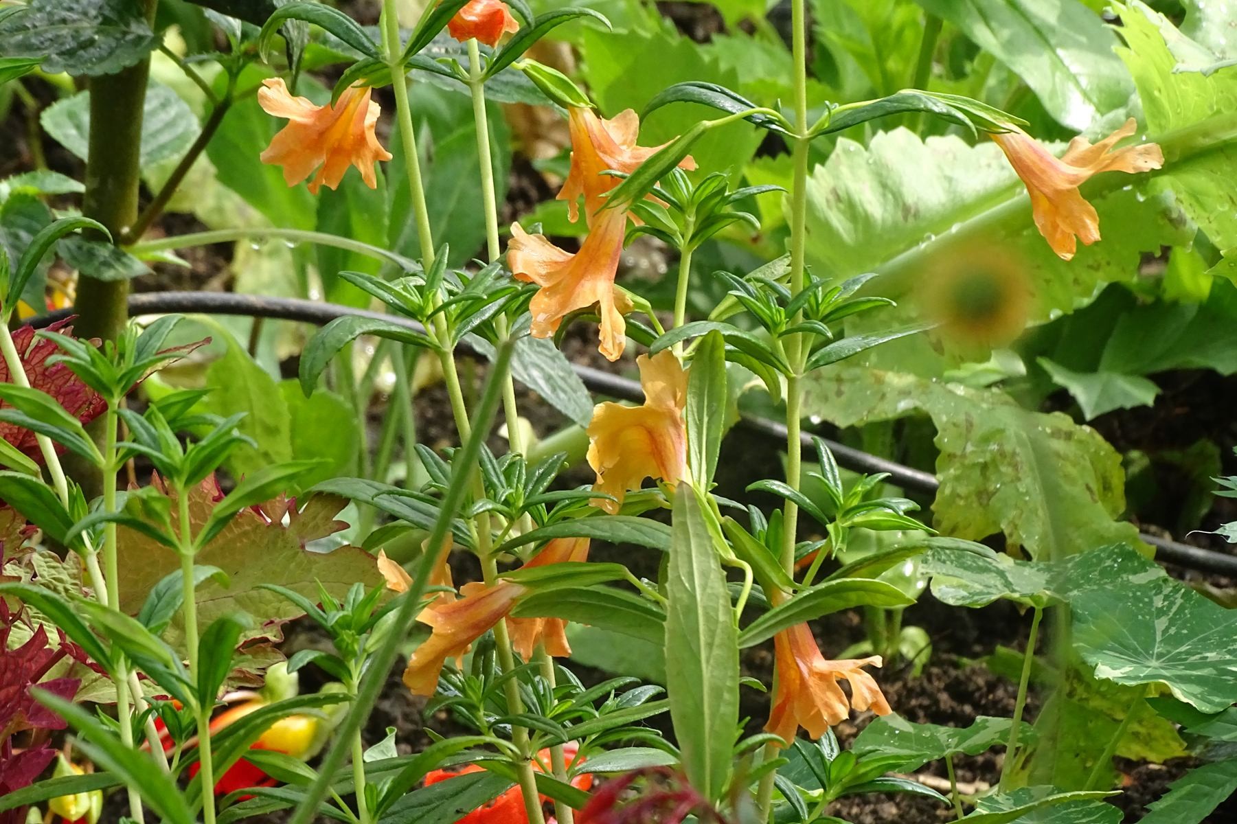 Giverny 200