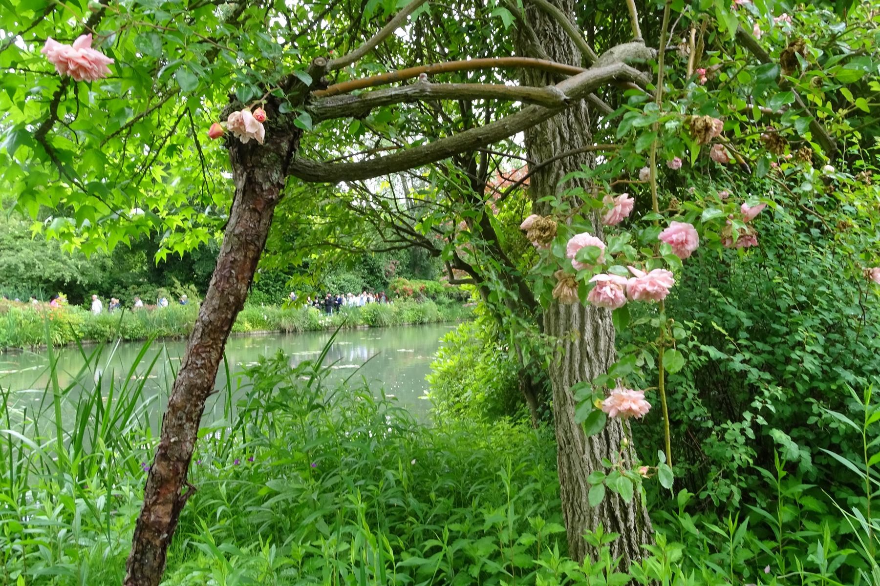 Giverny 203